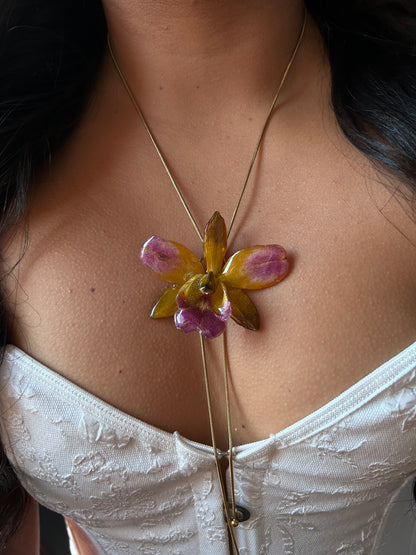 Cattleya