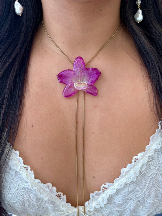 Orchid dendrobium nobile