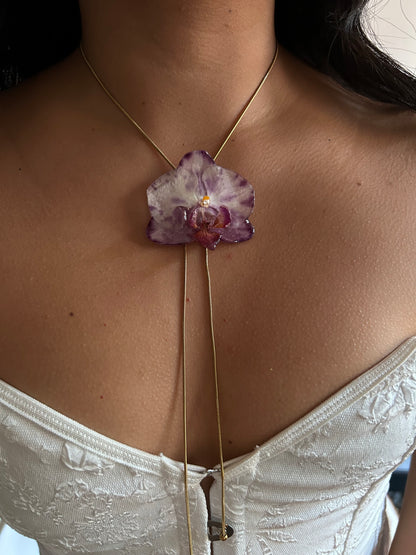 Phalaenopsis moteada