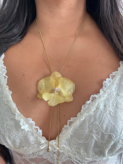 Phalaenopsis Yellow