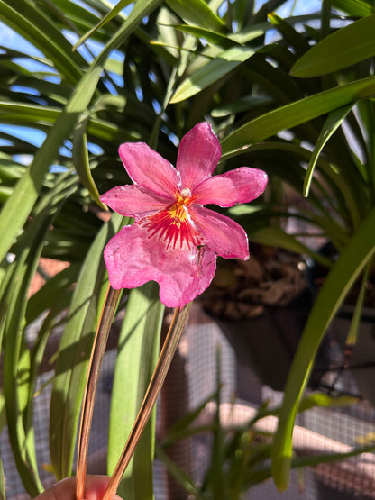 Pinza Nelly isler pink