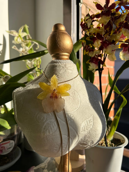 Exotic orchid wild yellow