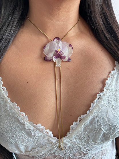 Orchid bicolor