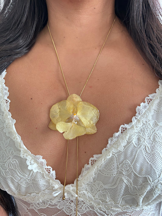 Phalaenopsis Yellow