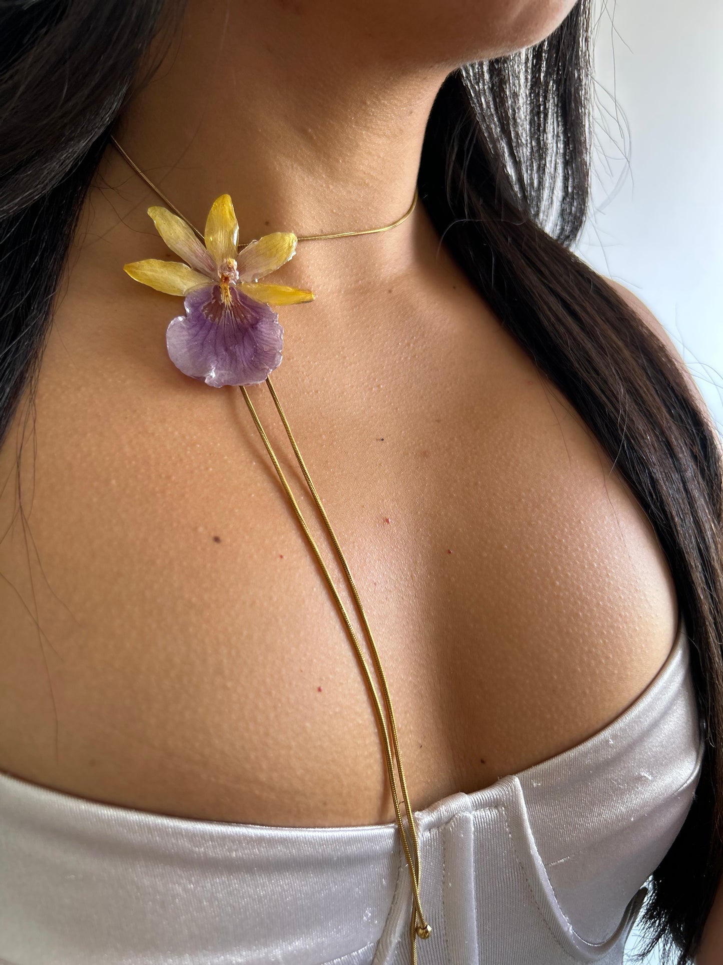 Orchid Miltonia Sunset