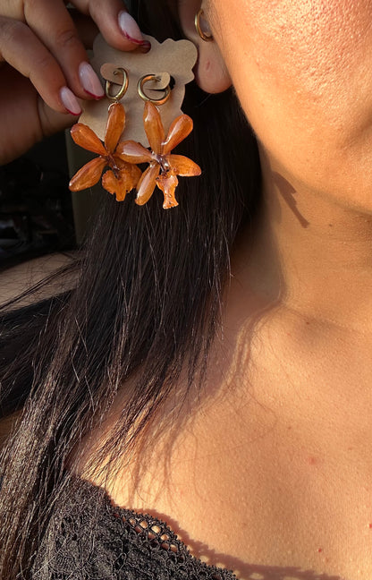 Epidendrum Orange