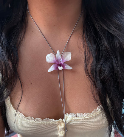 Orchid Dendrobium x phalaenopsis