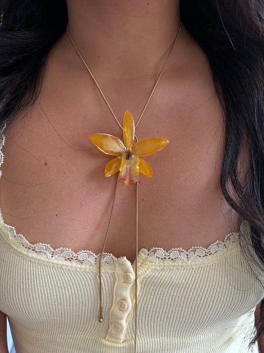 Cattleya wild yellow