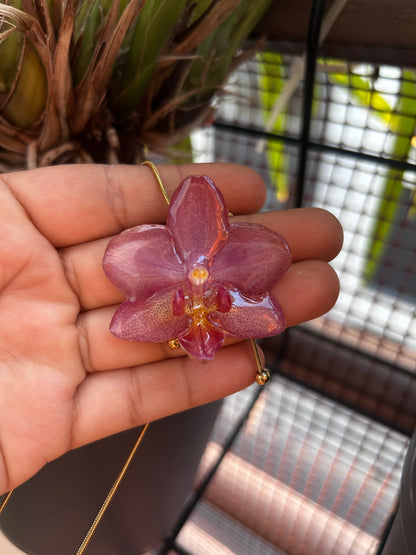 Mini phalaenopsis 💗
