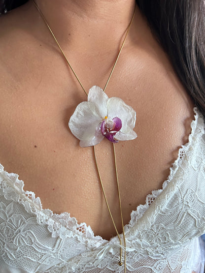 Phalaenopsis white