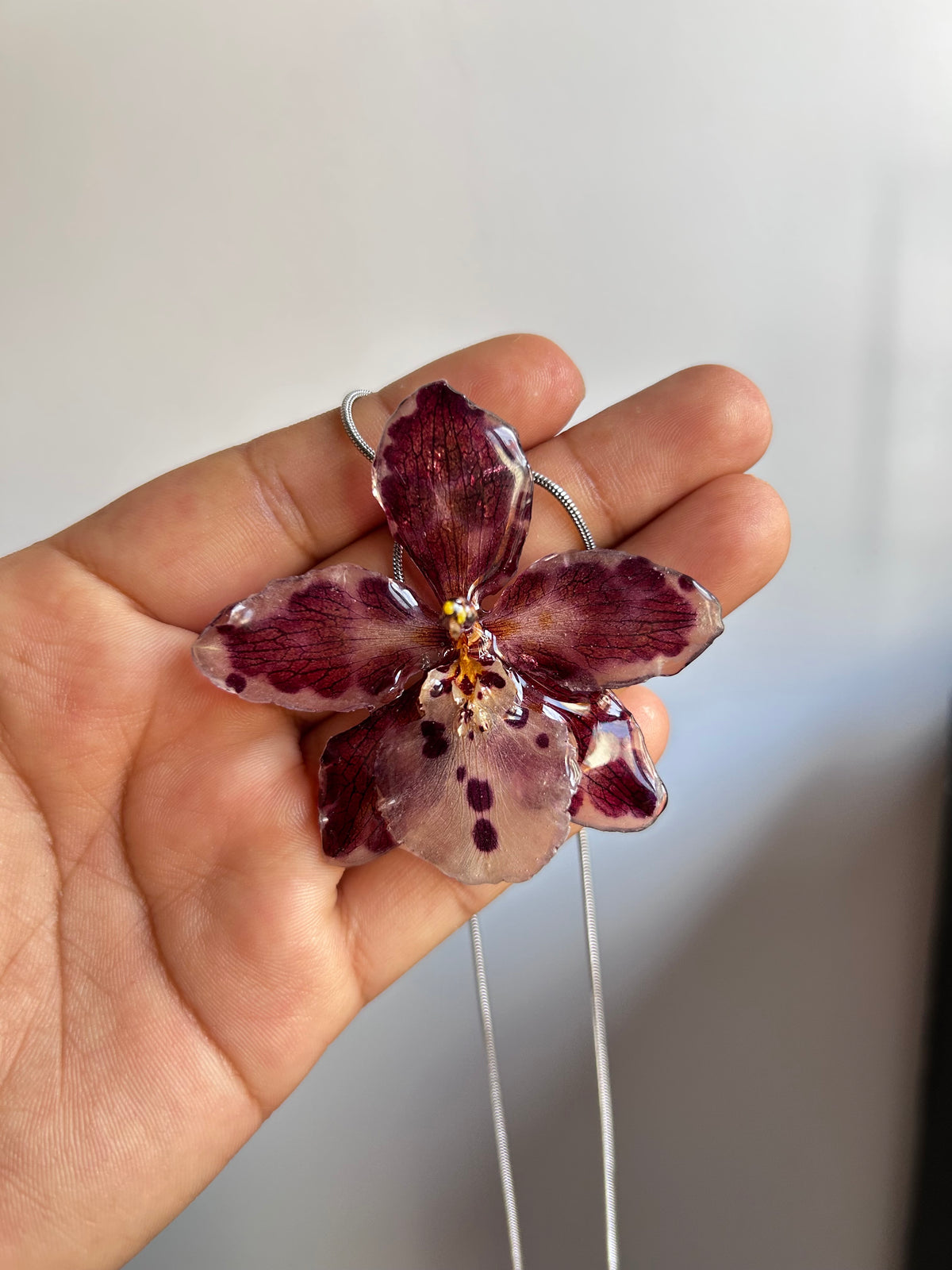 Exotic orchid Cambria