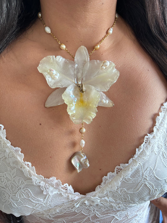 Grand Cattleya white