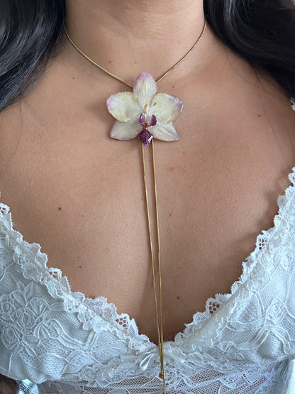 Phalaenopsis Papagayo